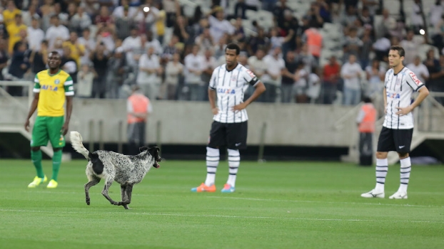Cachorro invadiu o campo durante a partida entre Corinthians e Coritiba Cachorro invadiu o campo durante a partida entre Corinthians e Coritiba